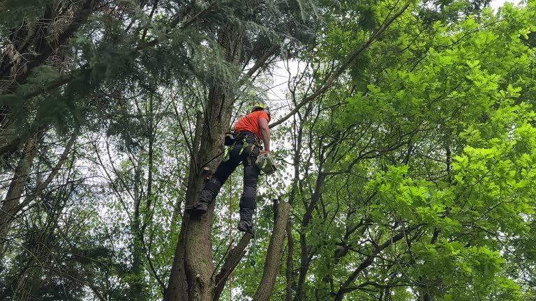 How Our Tree Care Process Works  in  Mooresville, NC